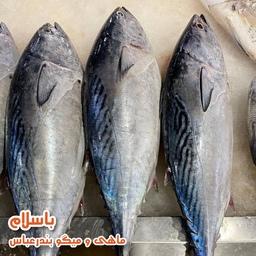 ماهی تن زرده تازه و صید روز بندرعباس ( 1 کیلو گرم ) 
