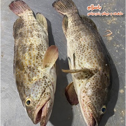 ماهی هامور اصل صادراتی تازه و صید روز بندرعباس (1 کیلوگرم)
