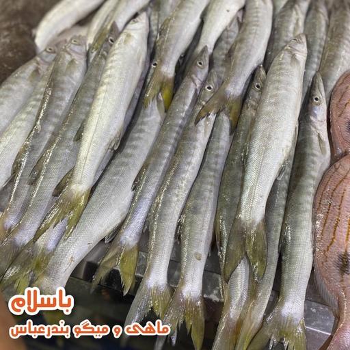 ماهی کوتر یا باراکودا دم زرد تازه و صید روز بندرعباس  (1 کیلوگرم ) 