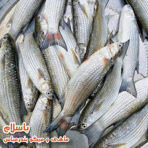 ماهی بیاح مخصوص کبابی وفر  سایز متوسط تازه و صید روز  (1 کیلوگرم)