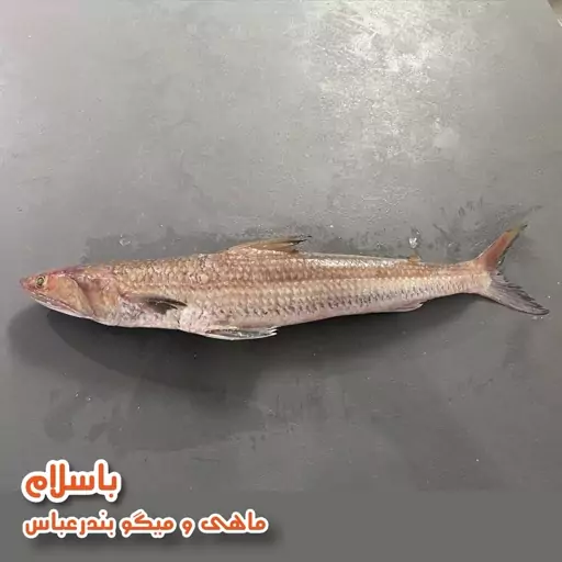 ماهی حسون تازه ( 1 کیلو گرم ) 