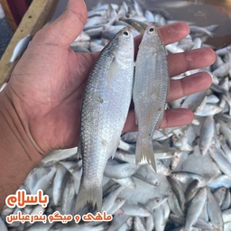 ماهی گاریز یا مید تازه و صید روز مخصوص برشته و کبابی ( 1 کیلوگرم ) 
