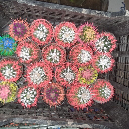  پک 5 عددی کاکتوس آچینو رنگی گلدان (سایز 6 بسیار درشت و با کیفیت و آماده انتقال به گلدان بزرگتر )