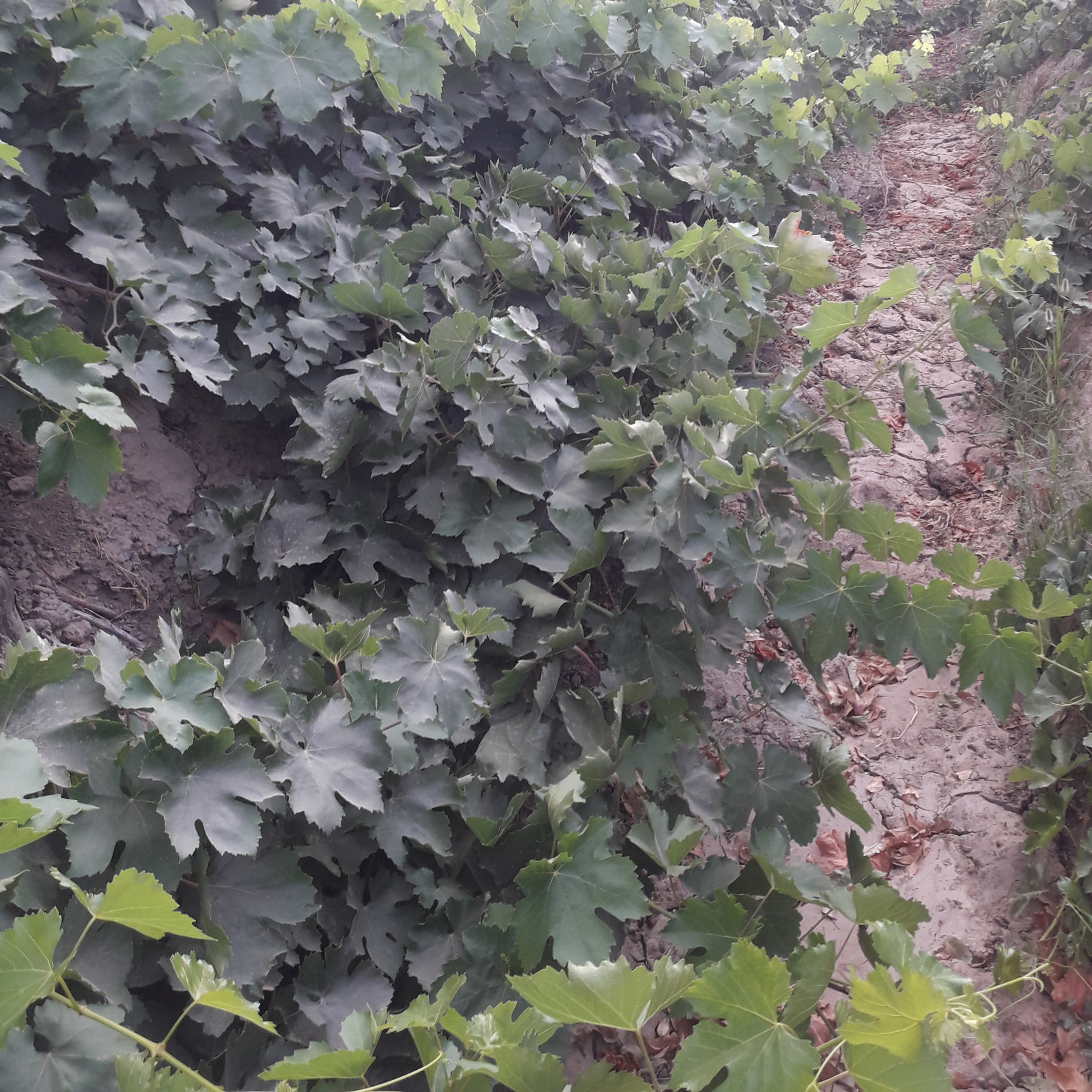 برگ مو  - ملکان - 600گرم