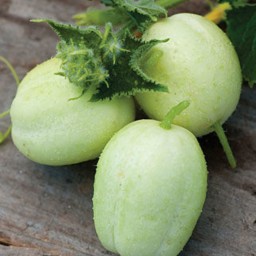 بذر خیار سیب سبز ریچارد 10 عددی