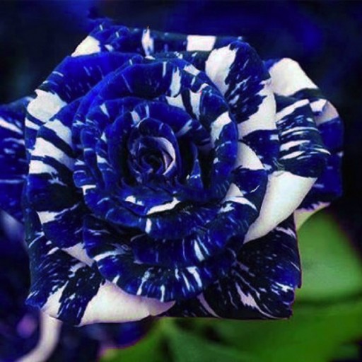 بذر گل رز-اژدهای آبی 5 عددی