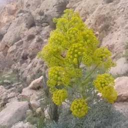 بذر آنغوزه 1 گرمی