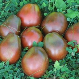 بذر گوجه فرنگی ترایفل ژاپنی 20 عددی