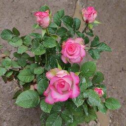گل رز لب صورتی گیاه گلدار باغچه ای یکی از انواع گل رز 