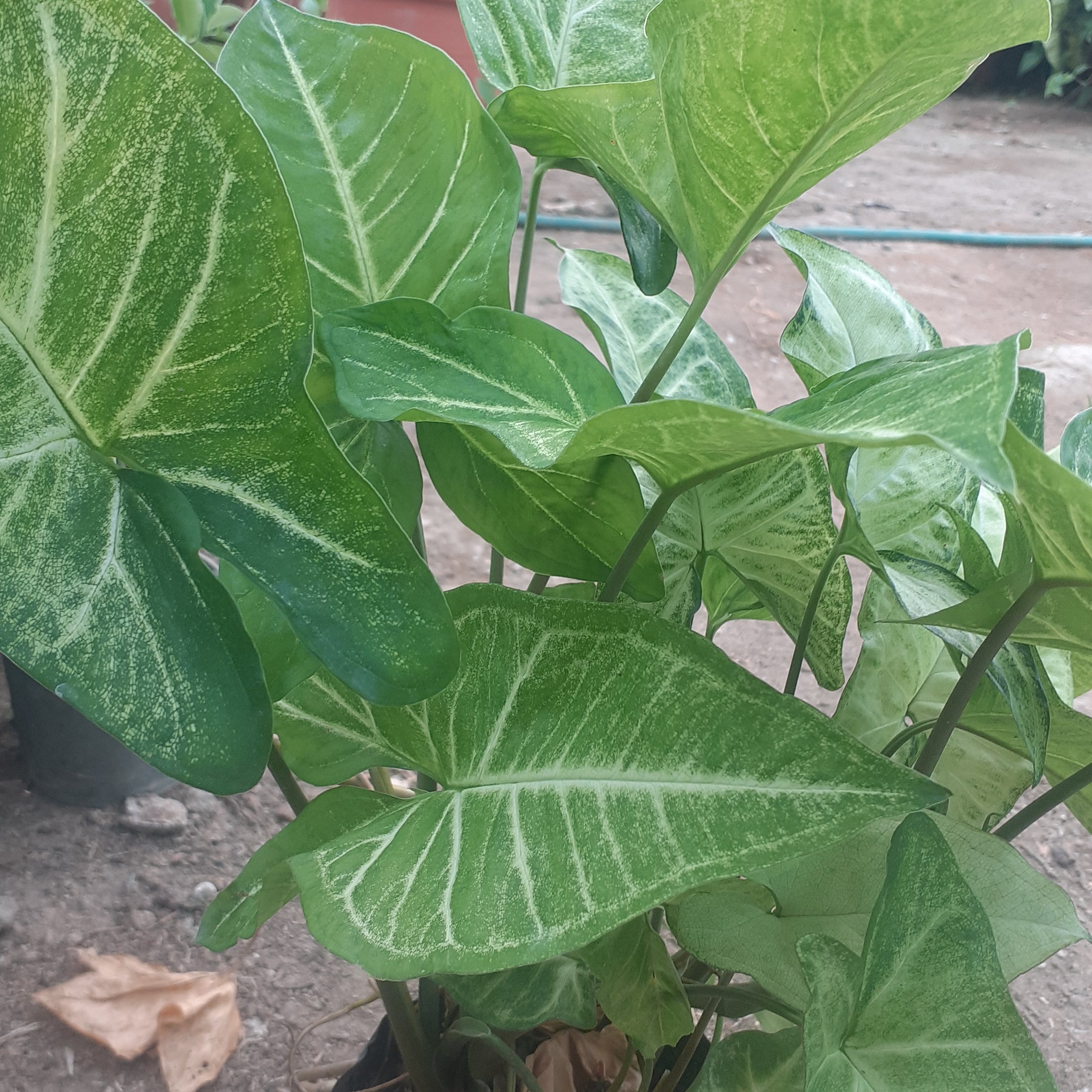 سین گینیوم