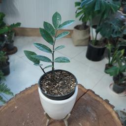 گیاه طبیعی زاموفیلیا سبز پلانتور 2 شاخه