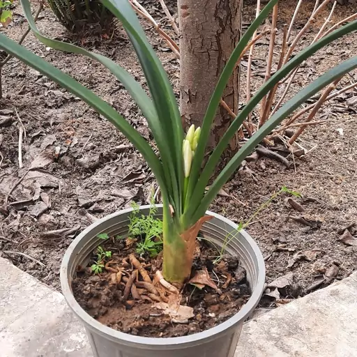 گل خورشیدی با  هزینه ارسال رایگان 