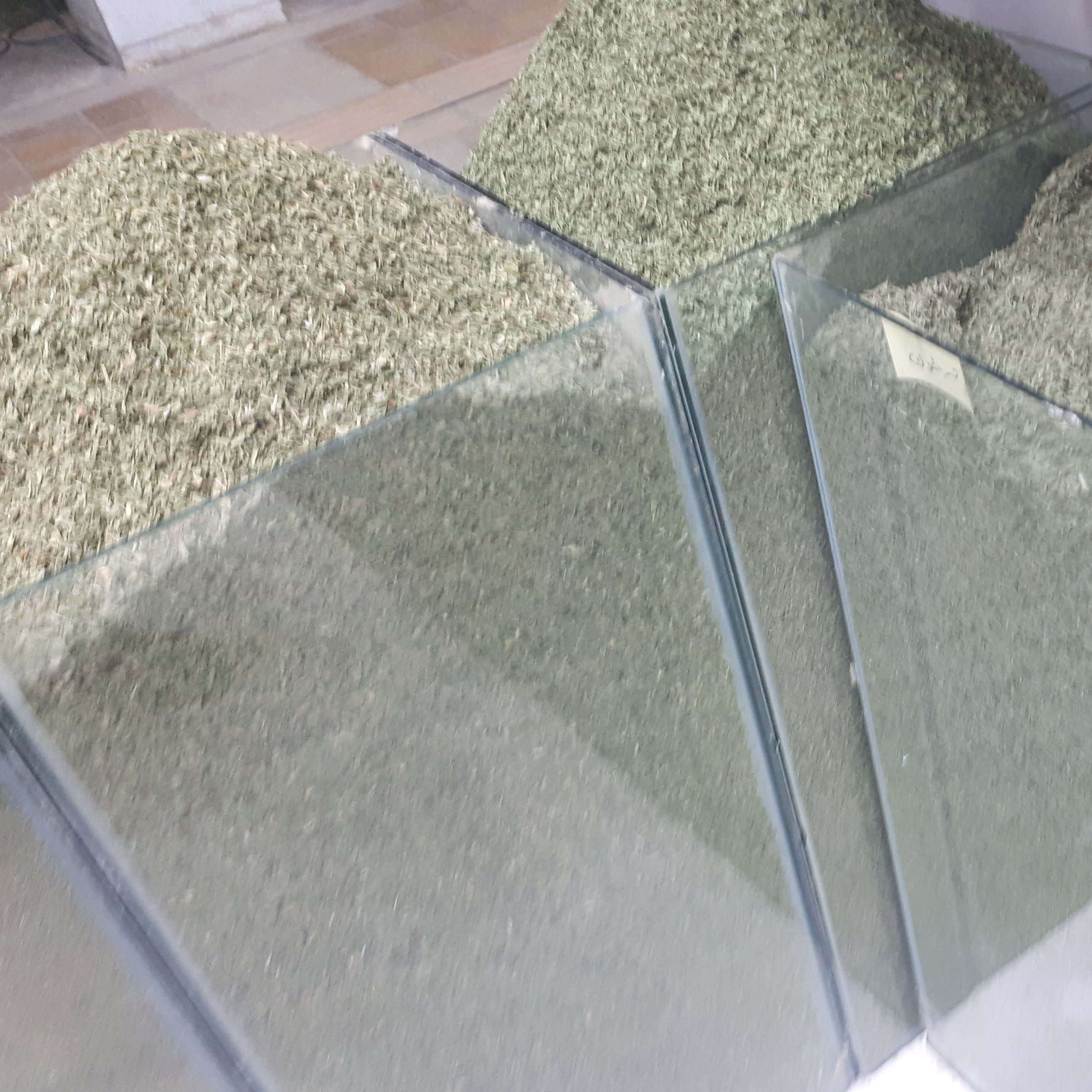 سبزی جعفری خشک 