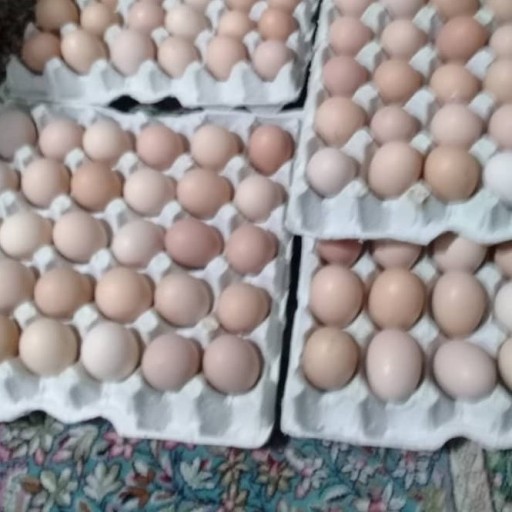 تخم مرغ محلی(90تایی)
