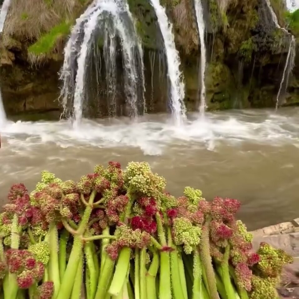 شربت ریواس وحشی کوهستانی کوردستان