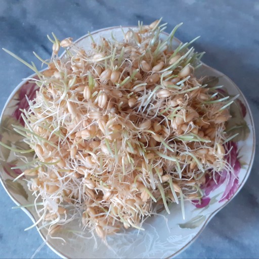 جوانه گندم تازه(100 گرمی)