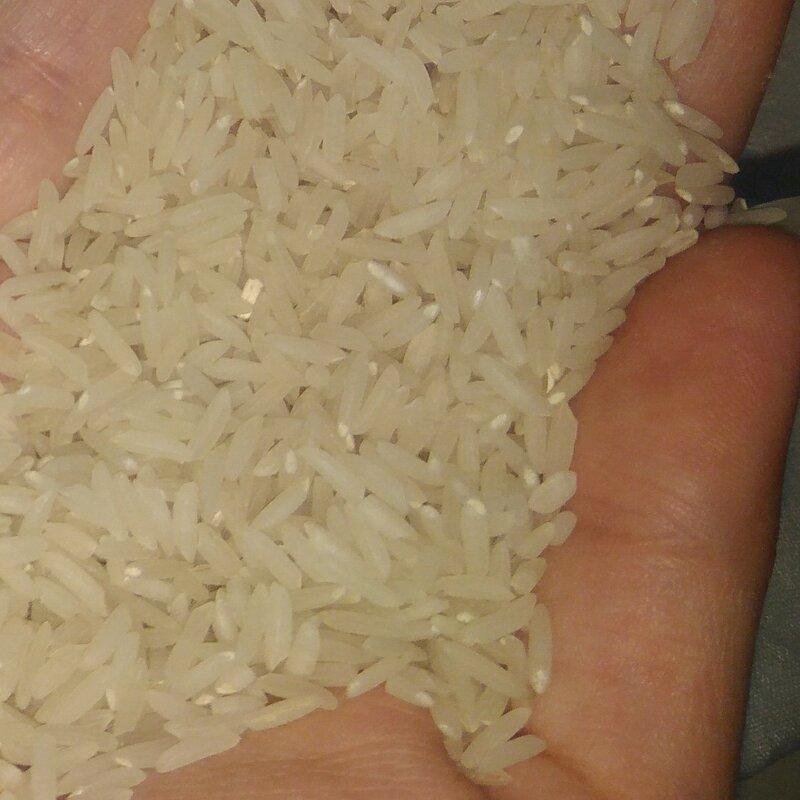 برنج فجر  گرگان 