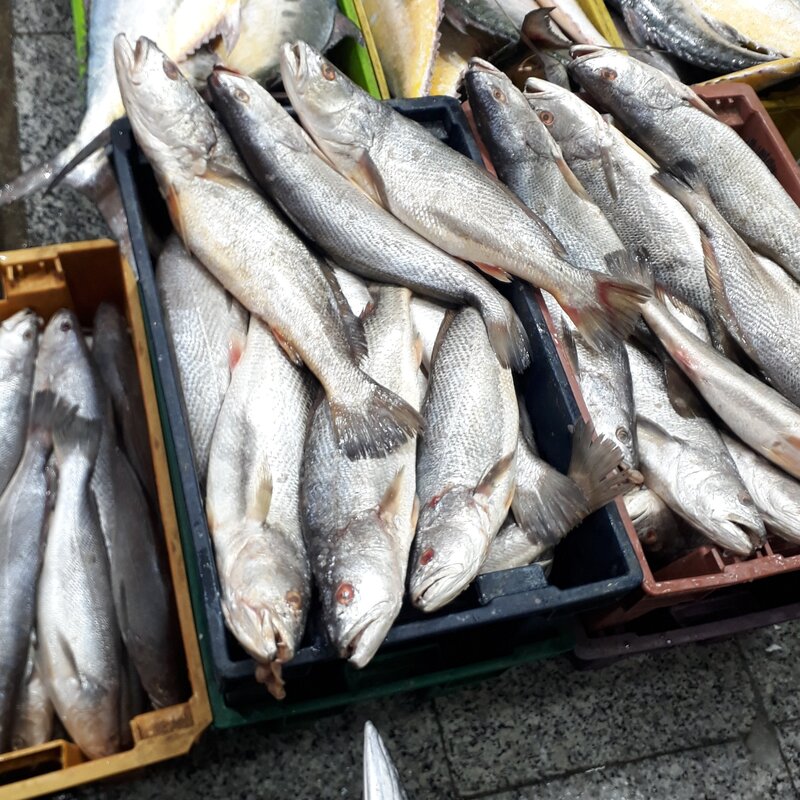ماهی شوریده هندیجان درشت(ارسال رایگان)حداقل مقدار ارسال رایگان 5 کیلو گرم.
حداقل سفارش محصول 3 کیلو.