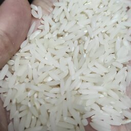برنج طارم کشت دوم فریدونکنار  سفارشی 100 کیلویی
