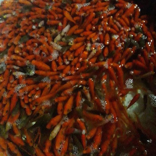 ماهی قرمز عید،در پک های 1000 عددی،سرحال با رنگبندی عالی