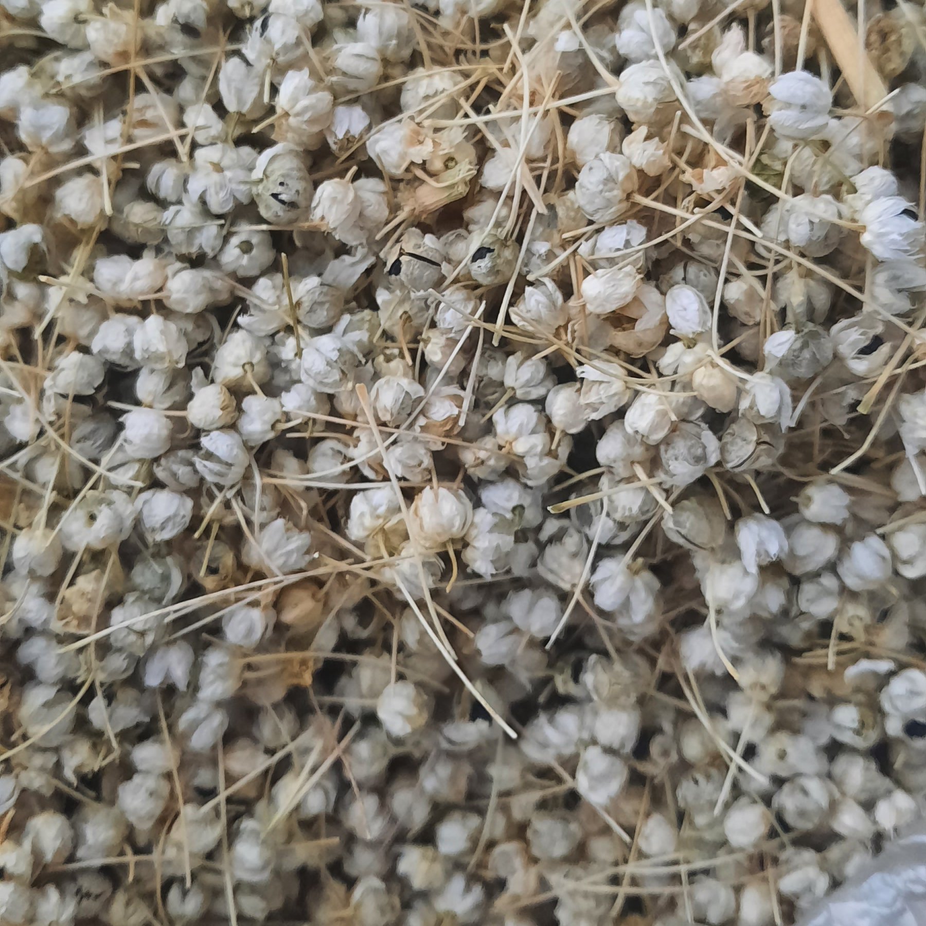 تخم گشنیز تازه و تمیز درجه یک 50 گرمی