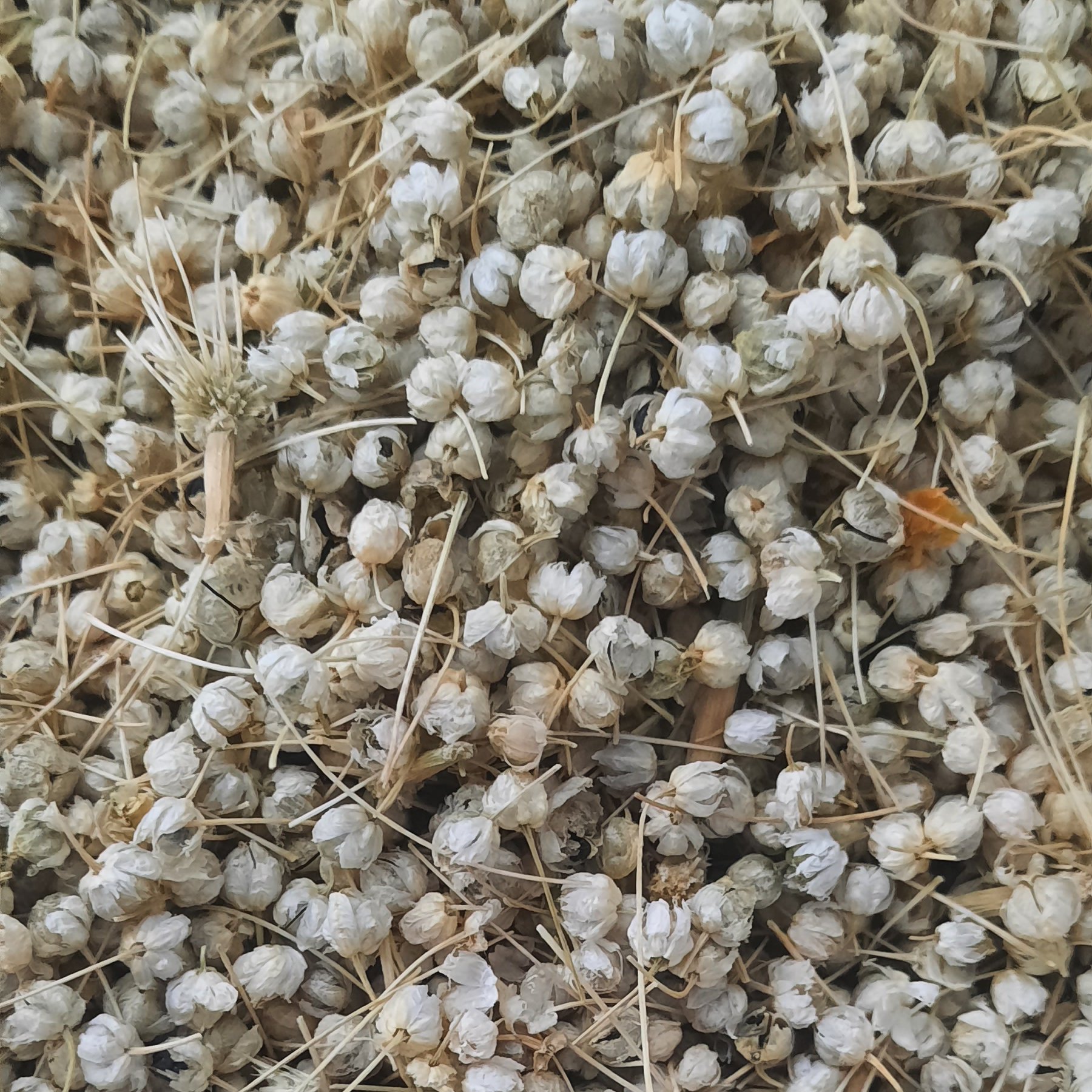 تخم گشنیز تازه و تمیز درجه یک 50 گرمی