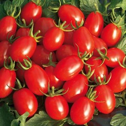 بذر گوجه فرنگی زیتونی قرمز استاندارد بسته 10 عددی
