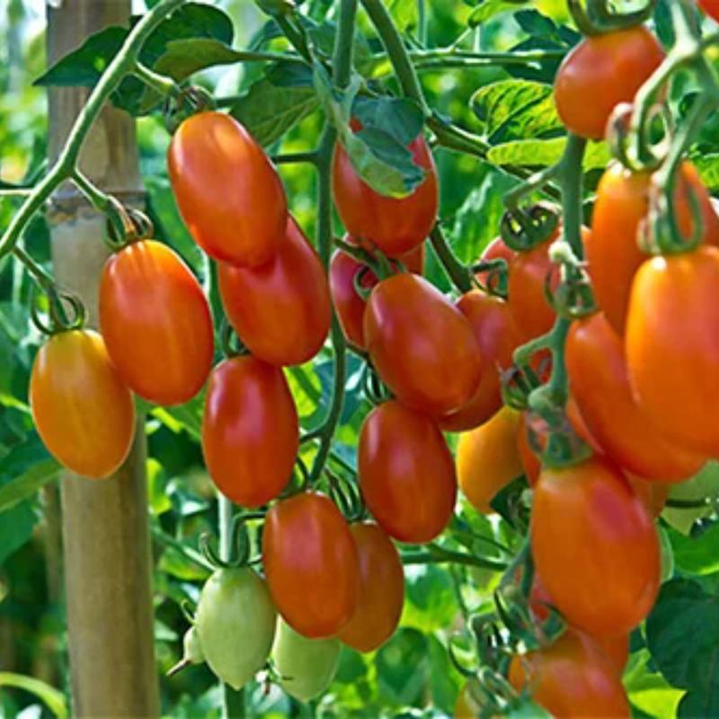 بذر گوجه فرنگی چری زیتونی هیبرید گرانول فوق پربار فضای باز هلندی بسته 10 عددی