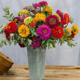 بذر گل آهار پابلند پرگل رنگارنگ ایتالیایی -  بسته 50 عددی