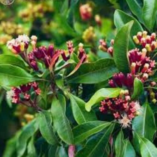  گل میخک ( خوش عطر و بو  ) 75گرم خالص دربسته بندی سلفونی کیفیت خوب و عالی و تمیز