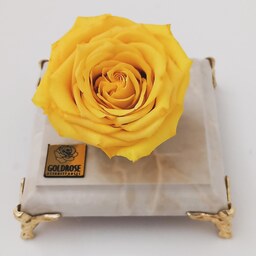 گل رز جاودان زرد معطر  همراه با پایه طرح سنگ سفید 
