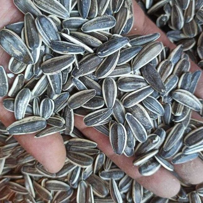 تخمه دور سفید خارجی اعلا (900گرمی)