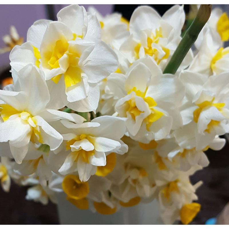 فروش ویژه پیاز گل نرگس شیراز جهت تبلیغ کار (مستقیم از باغدار) یک عدد