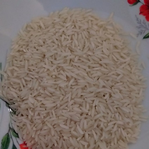 برنج طارم هاشمی امساله کشت اول