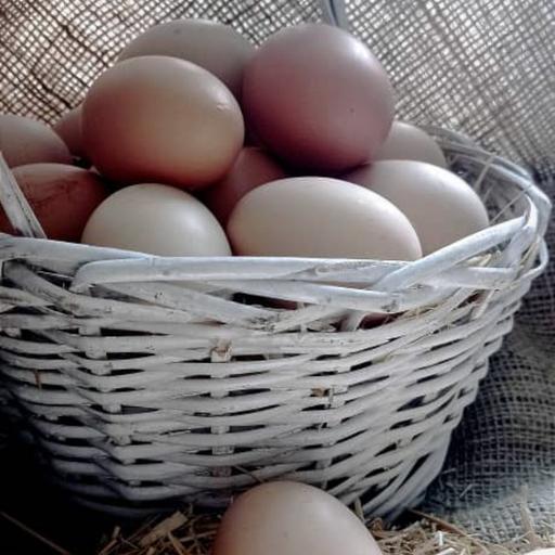 تخم مرغ  ارگانیک  30 عددی