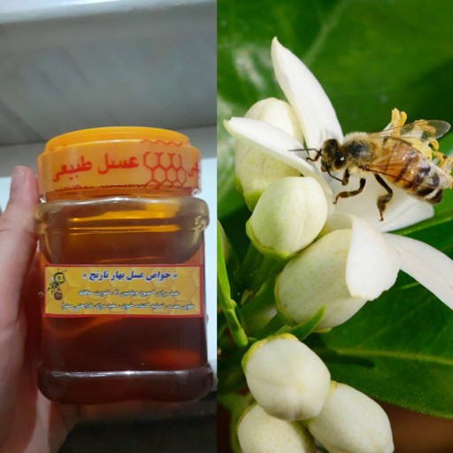 عسل طبیعی و اعلا بهارنارنج 500گرمی (ساکارز پایین)(تقویت کننده حافظه _ ضد میکروب و قارچ و عفونت)