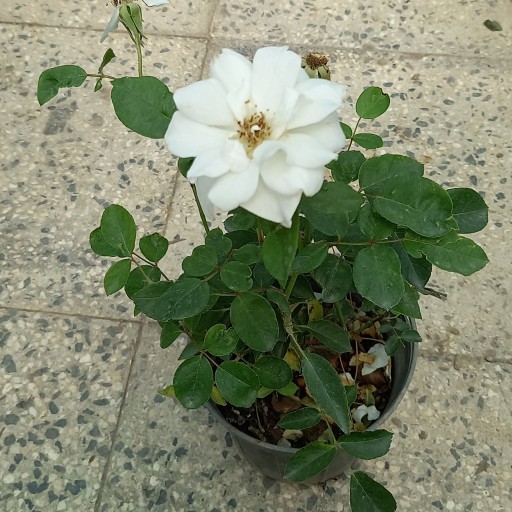 گل نسترن سفید
