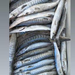ماهی دوغلمی تازه صید روز 1000گرمی