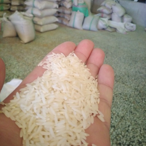 برنج طارم استخوانی (شیرودی) تاپورستان 10 kg