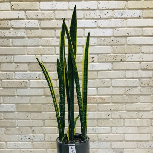 گیاه سانسوریا شمشیری ابلق با گلدان میکا برند معروف مهرنی  به همراه پایه پلیمری و زیرگلدانی مخفی
