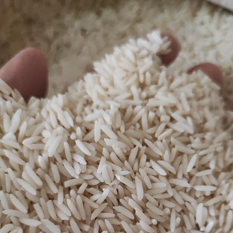 برنج  هاشمی آستانه اشرفیه  پارساله ، مستقیم از کشاورز بدون واسطه(10 کیلویی)