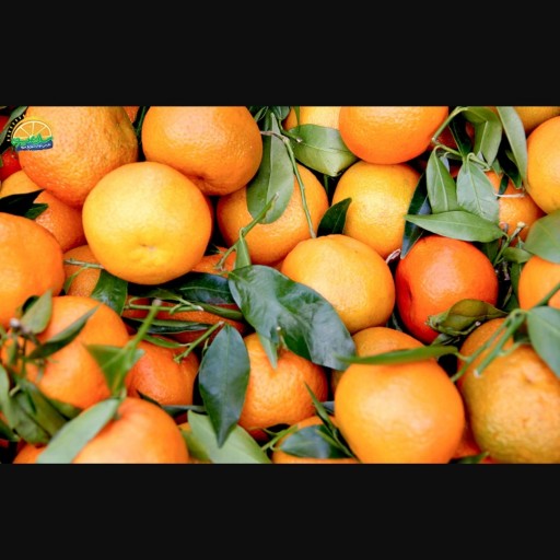 پرتقال تامسون ممتاز سان میوه