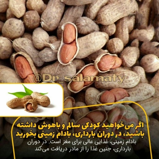 بادام زمینی تازه باپوست آستانه اشرفیه