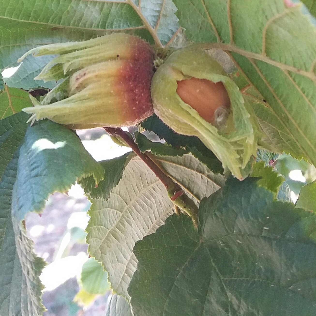 فندق خام با پوست یک کیلویی محصول باغات آذربایجان