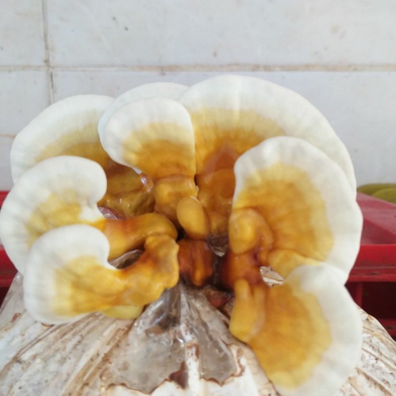قارچ گانودرما لوسیدوم(خالص پودر نشده  اصل)(100g)
