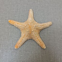 ستاره دریایی p6