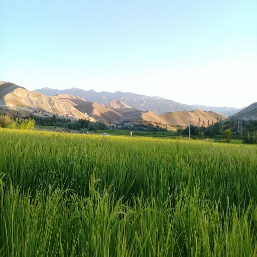 توضیحات تصویر
