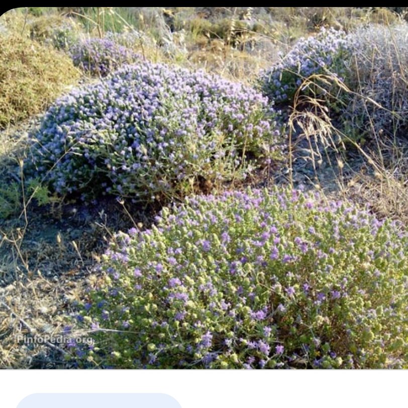 عسل  آویشن کوهستان خام  (یک کیلو ) ساکارز2 تیره