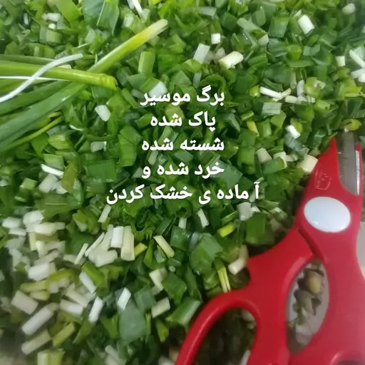 برگ موسیر