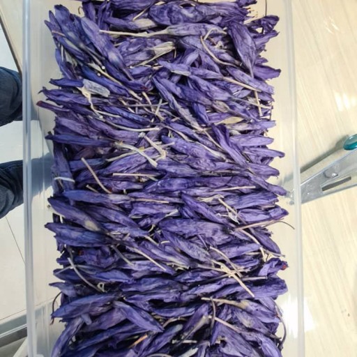 گل زعفران خشک شده همراه با زعفران در بسته های 30 عددی